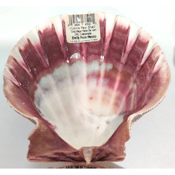 4 Pcs Large Great Scallop Sea Shells 5-5.5" Lion's Paw For Craft Fish Tank Decor - Picture 6 of 16